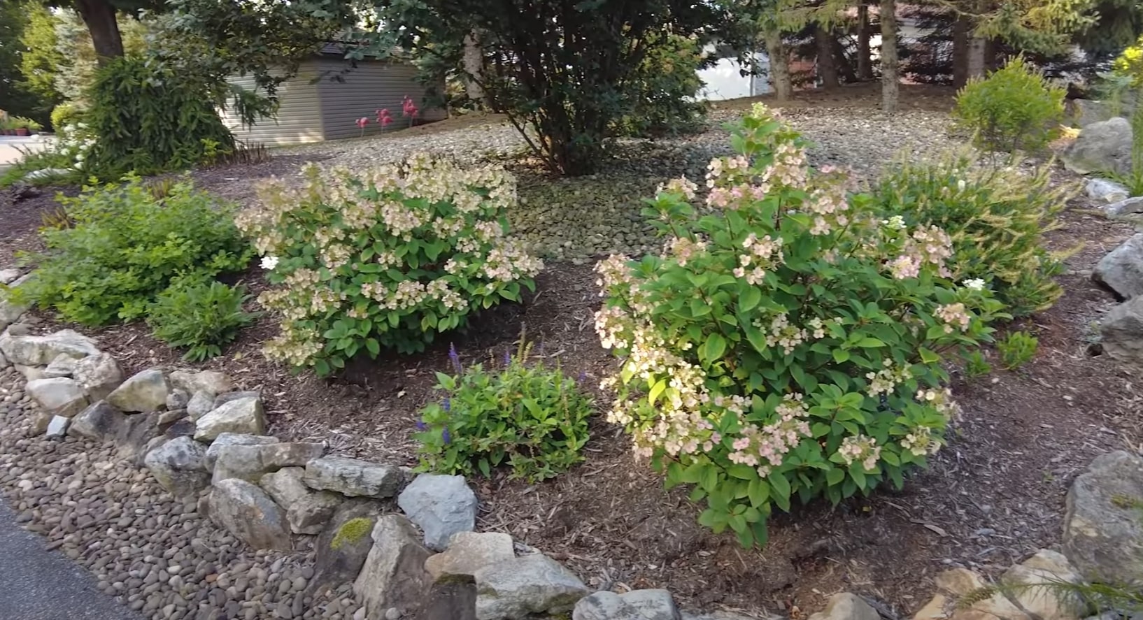 Beautiful flower bed design with hydrangeas and stone border