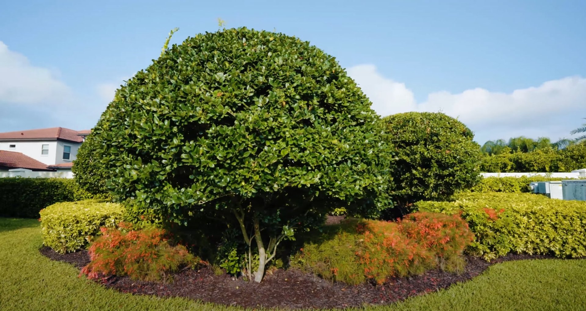 Expert tree and shrub trimming services Professionally trimmed trees and shrubs in residential yard